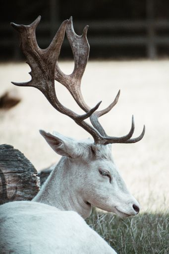 A selective of a rear albino white-tailed deer resting on the grass