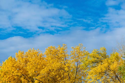 Autumn landscape - bright yellow crown of trees and blue cloudy sky.