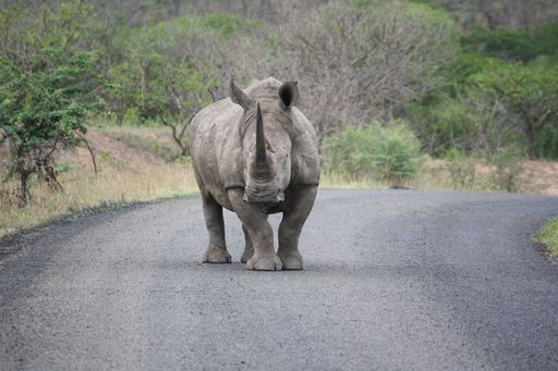 A large Rhinoceros on the road surrounded by greenery with a blurry background