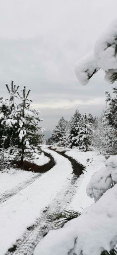 A beautiful shot of a forest covered in snow during the day