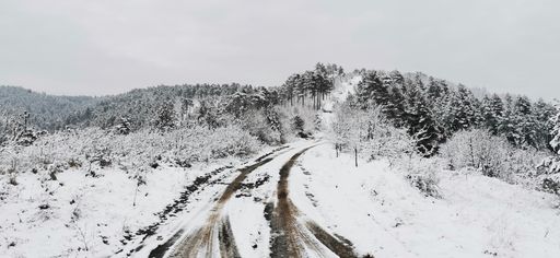 A beautiful shot of a forest covered in snow during the day