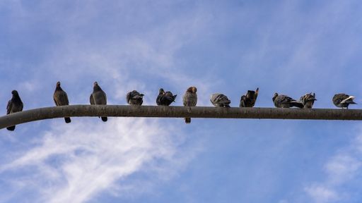 A group of birds perched on a street light against a blue cloudy sky