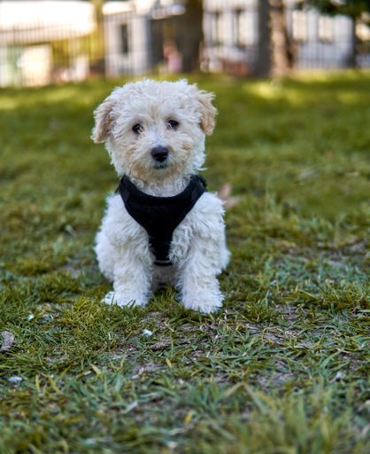 A vertical shot of a cute micro poodle puppy sitting on the lawn in a park staring at the camera wearing a black harness.