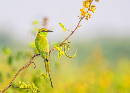 A closeup of a bright green bee eater sitting on the branch with the blurred background