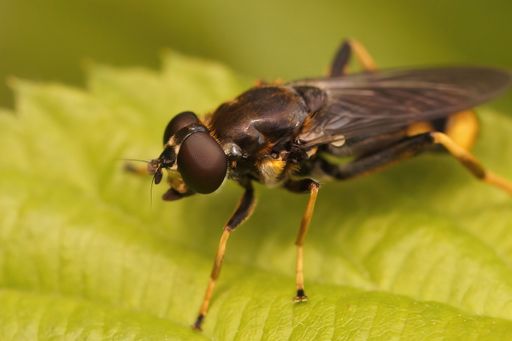 Closeup on the golden tailed leafwalker hoverfly, Xylota sylvarum sitting on a green leaf