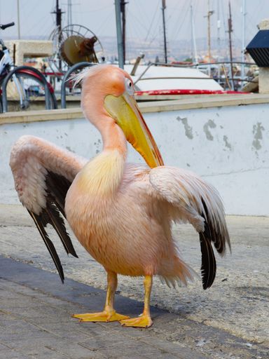 A vertical closeup shot of a pelican standing in the harbor