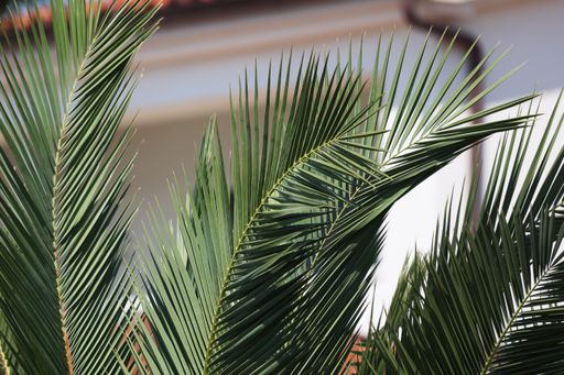A closeup of green Tropical Palm leaves in the garden