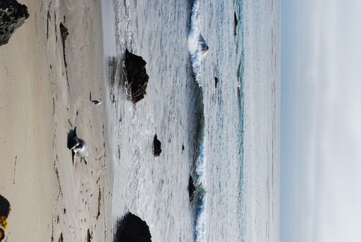 A vertical shot of seagull and seal friends on a rocky beach in California, the US