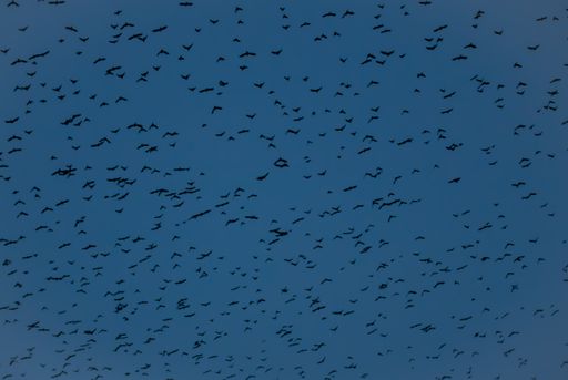 The silhouettes of many birds flying in the dark sky