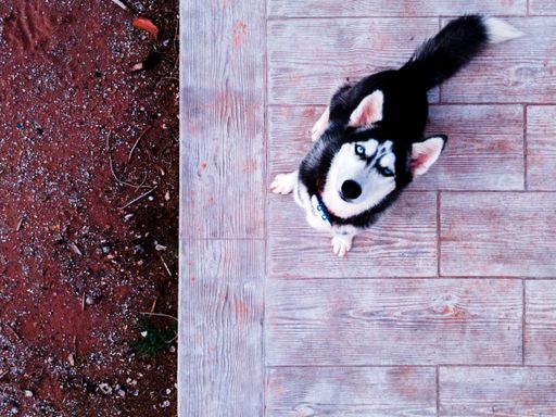 An overhead shot of a Siberian Husky standing on the wooden floor and looking up.