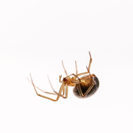 A closeup of a Noble false widow under the lights isolated on a white background