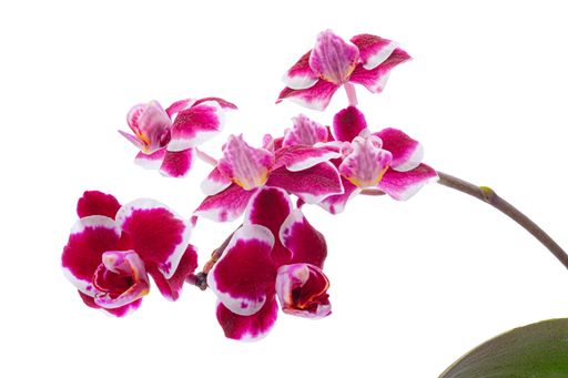 A closeup of purple Orchid flowers isolated on a white background