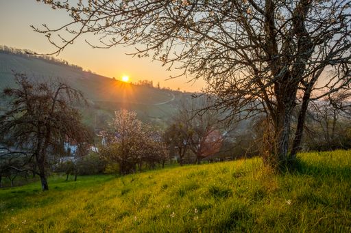 A mesmerizing sunset over the green land with apple fruit trees in Germany
