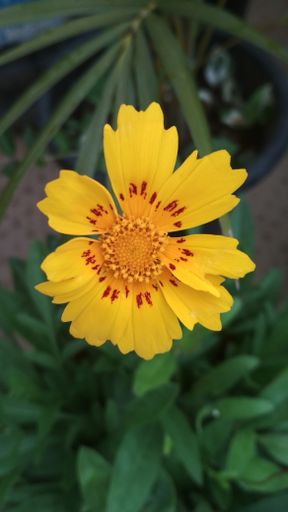 A vertical shot of a Coreopsis flower growing