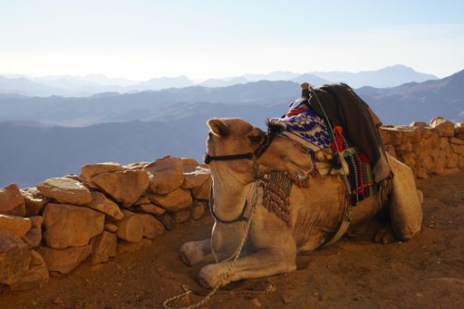 A colorfully saddled camel waiting for tourist rider lying on the sand