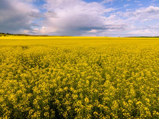An aerial view of lush green and yellow fields under a dramatic cloudy sky in the countryside