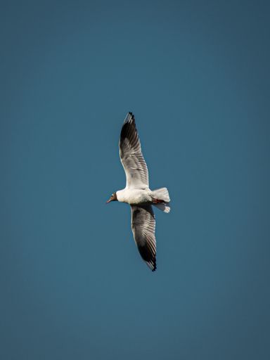 A seagull gracefully soars in the clear blue sky, showcasing its wings against a serene backdrop.