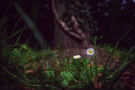 The beautiful white small chamomile flowers in the forest