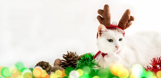 A Christmas cat with reindeer antlers on the hat.