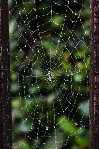 A vertical selective focus shot of a spider web
