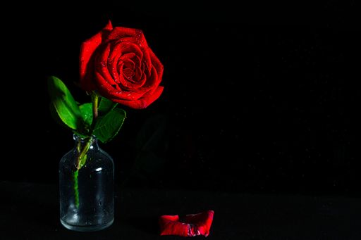 A close-up shot of a beautiful red rose flower in a glass jar isolated on a black background