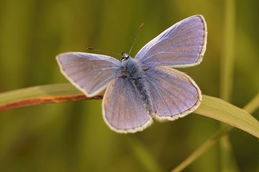 Closeup on the colorful Icarus blue butterfly , Polyommatus icarus with open wings