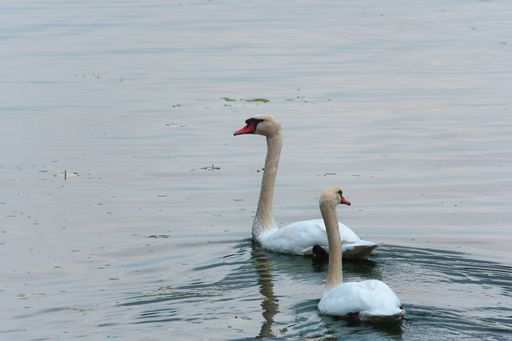 Two white swans swimming in a lake