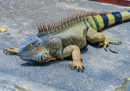 A beautiful colorful iguana walking along the asphalt next to the fence