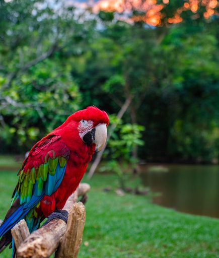A vibrant red macaw perched on a wooden fence with a lush green background and sunset sky.