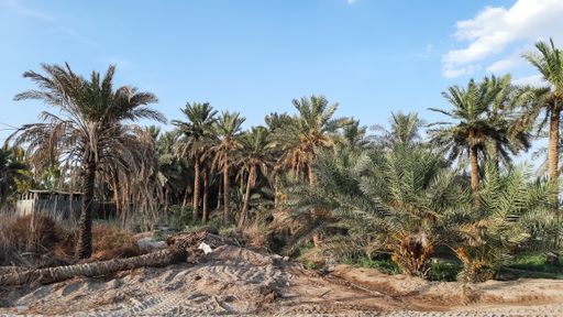 A beautiful large palms under the blue sky
