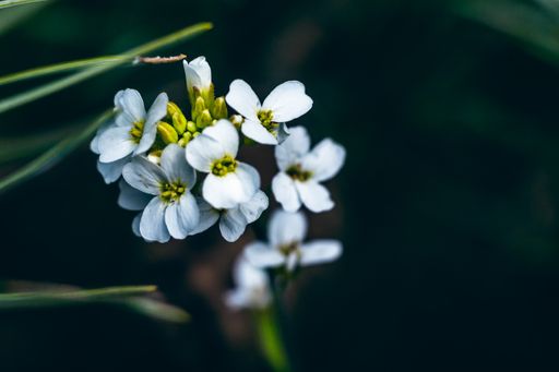 A selective focus shot of Arabidopsis thaliana (thale cress) in Curonian Spit forest, Lithuania