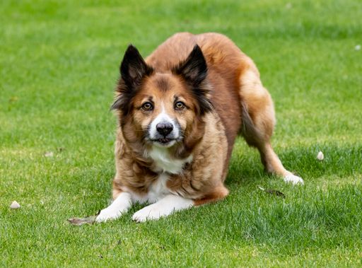 A brown Icelandic Sheepdog in the park