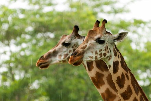 Giraffes under the rain safari auto park in Guatemala. Giraffa camelopardalis. Central America.