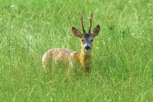 A roe deer with antlers peeks through tall grass in a lush green meadow, showcasing wildlife in its natural habitat.