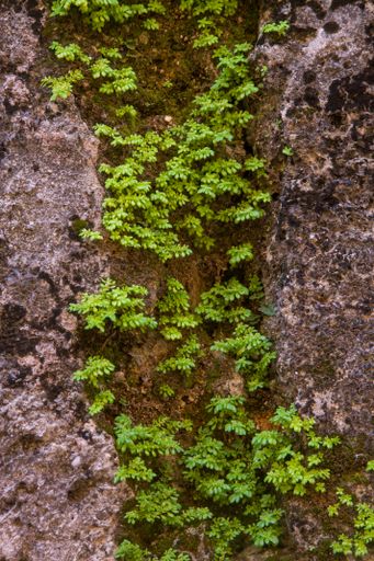 A vertical shot of overgrown grass on a rock.