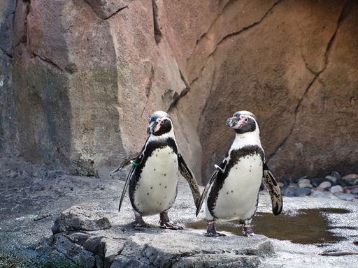 The penguins in Kansas City Zoo in Kansas City Missouri