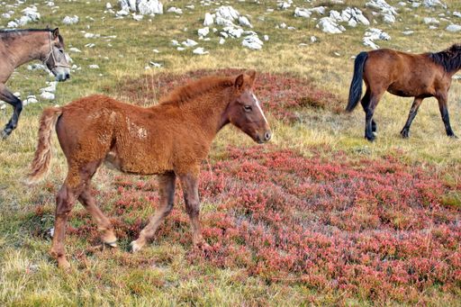 A herd of horses grazing on the hills