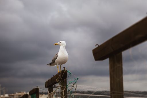 A seagull perched on a wooden railing against a cloudy sky, capturing a serene moment by the sea.