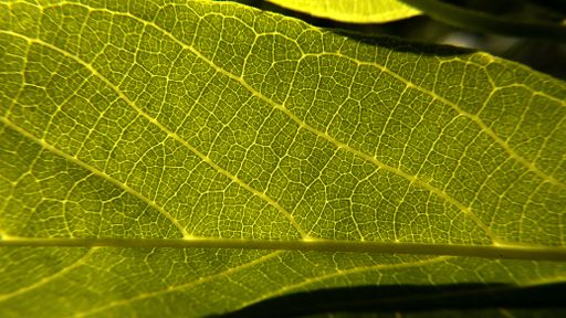 A closeup shot of a fresh green leave texture