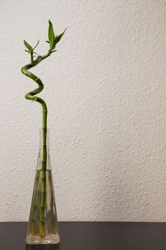 A bamboo plant in a glass vase standing on a black surface near a white wall