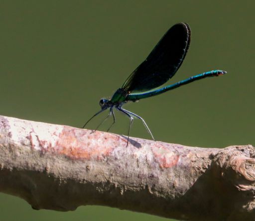 Close-up of a vibrant dragonfly perched on a branch against a blurred green background.