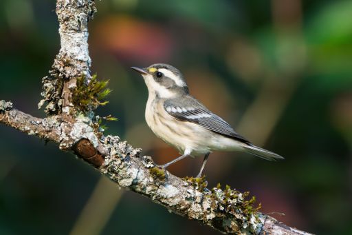 A small bird perched on a lichen-covered branch with a blurred green background.