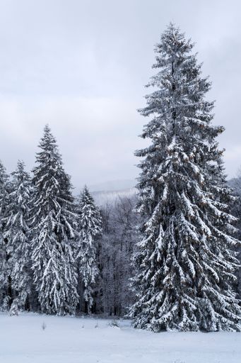 Winter landscape between Azuga and Grecul peak towards Gura Diham chalet. Road marked with a yellow triangle. Romania.