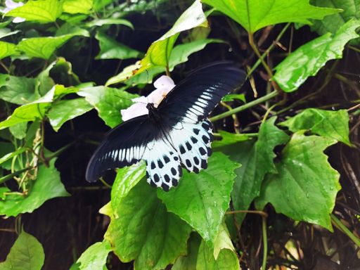 Butterfly on the flower. Black and white Swallowtail on Flower. Butterfly in the garden. Butterfly on the green leaf. Butterfly.