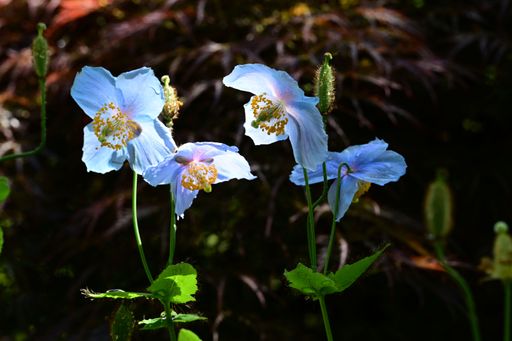 Vibrant blue poppy flowers with delicate petals and green stems, set against a dark, blurred background.