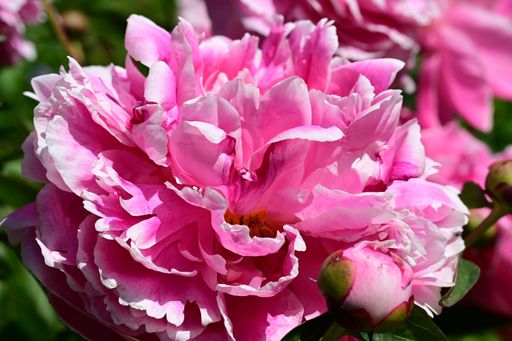 Close-up of vibrant pink peonies in full bloom with lush green leaves in the background.