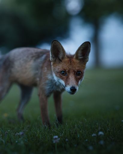 Close-up of a curious red fox standing on green grass with a blurred natural background.