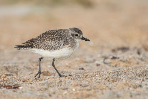 A close-up of a plover bird walking on a sandy beach