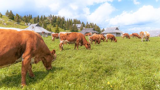 Cows grazing on a lush green meadow with rustic wooden huts and a forested hill in the background under a bright blue sky.