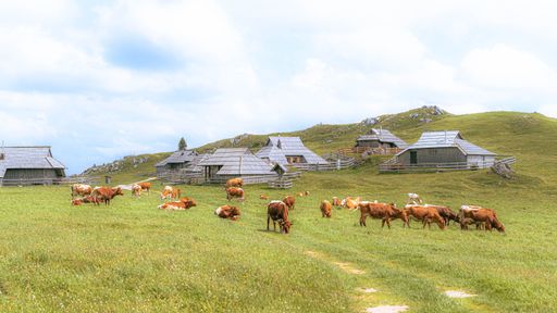 Scenic view of cattle grazing on a lush green pasture with traditional wooden huts in the background under a partly cloudy sky.